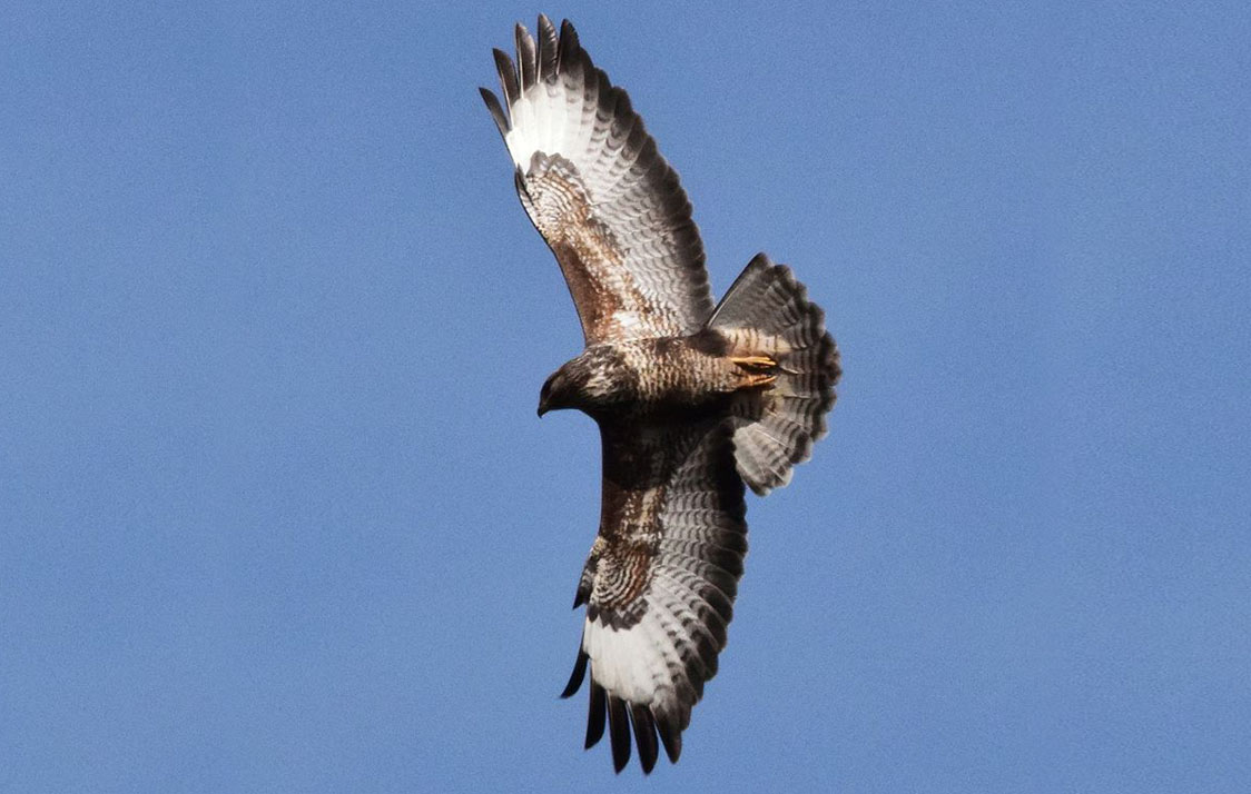 Buzzard by Paul Bennell